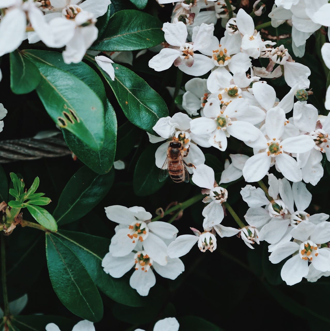 bee on flower